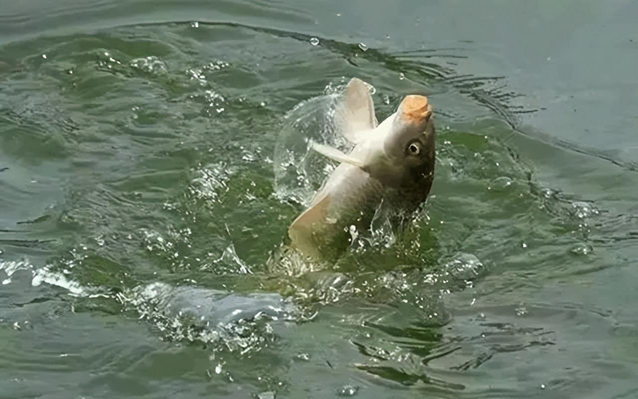 夏季野钓，弄明白野生鲤鱼的这4个习性，让大鲤鱼咬钩真的很轻松