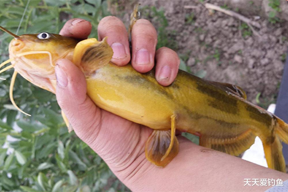 秋天野钓黄颡鱼，就用这种民间钓法，用了十多年，一次没空过(5)