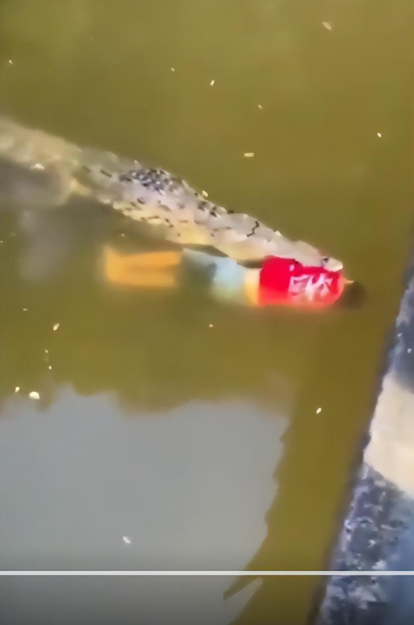 不幸！一足球运动员在野外河流游泳，遭鳄鱼袭击身亡，鳄鱼被射杀(6)
